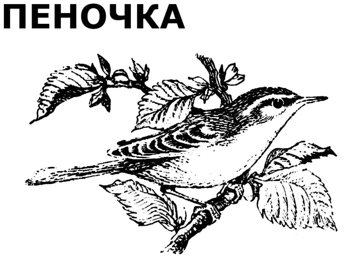 Птички с названием