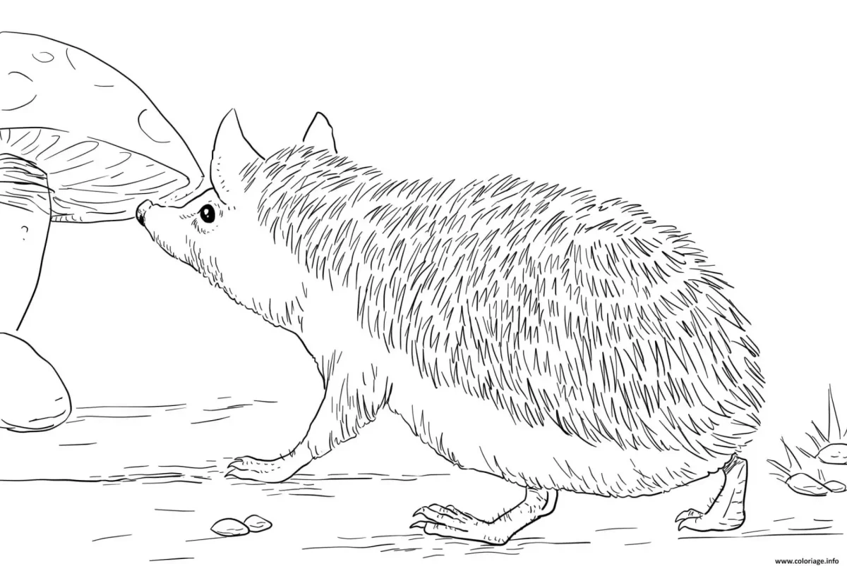 Ушастый ёж раскраска