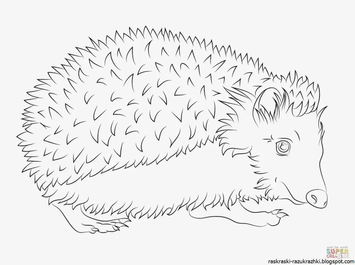 Ёжик раскраска для детей