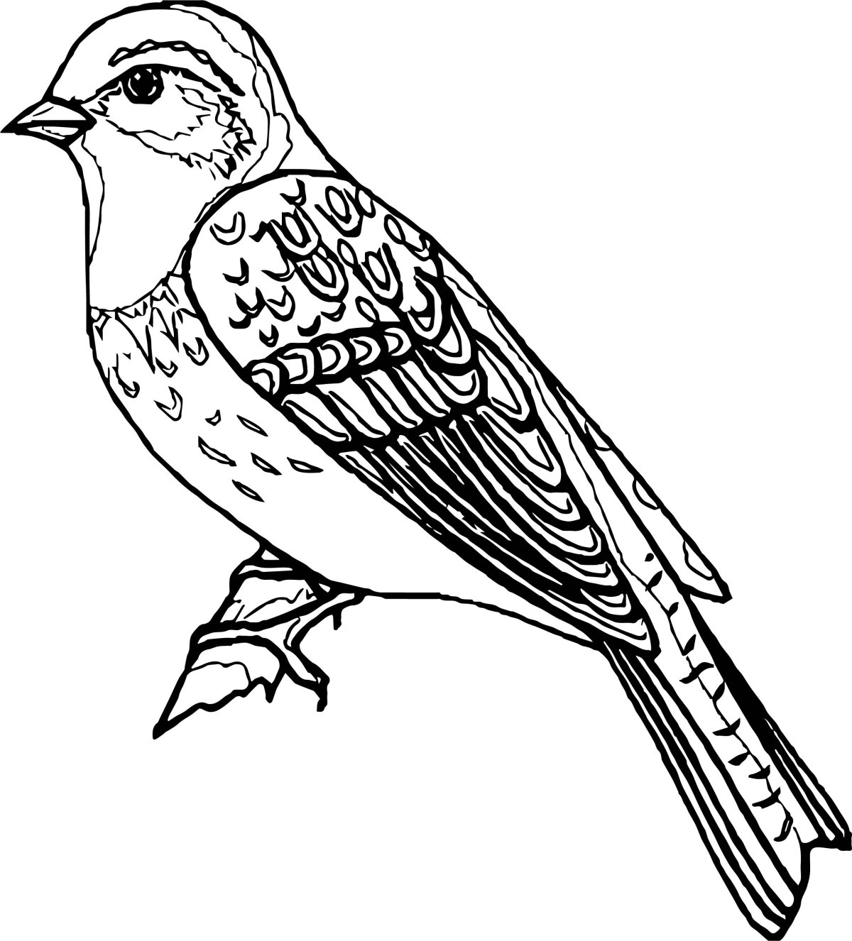 Чиж раскраска для детей