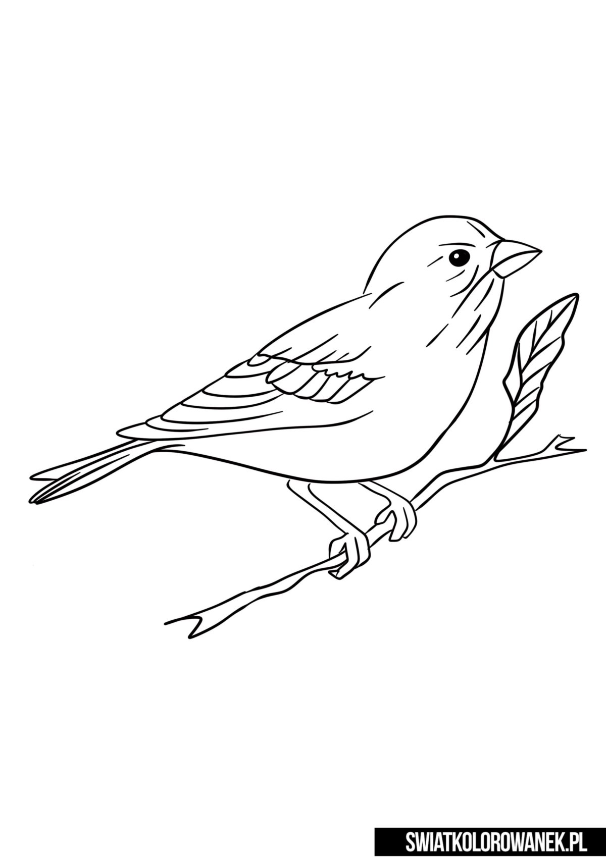 Воробей раскраска