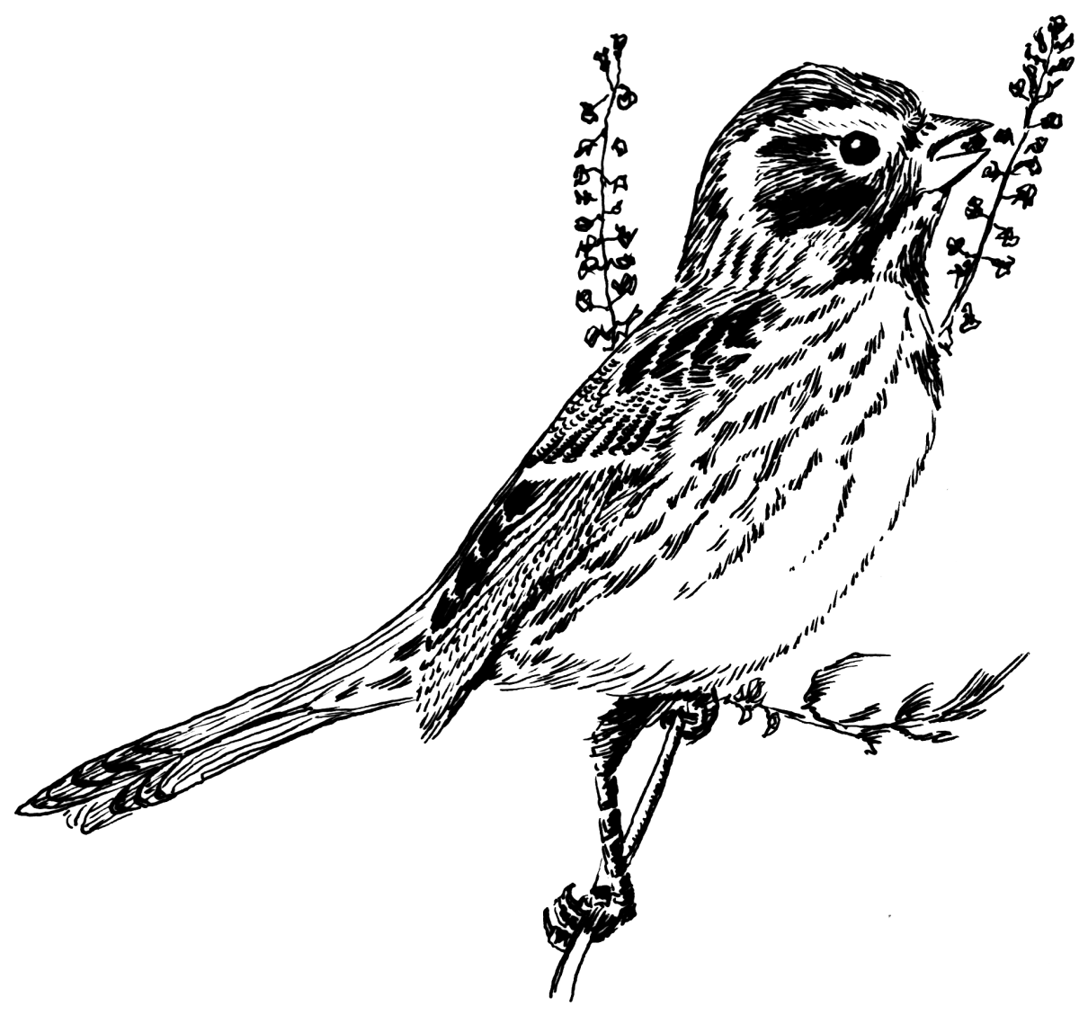 Птица черно белая