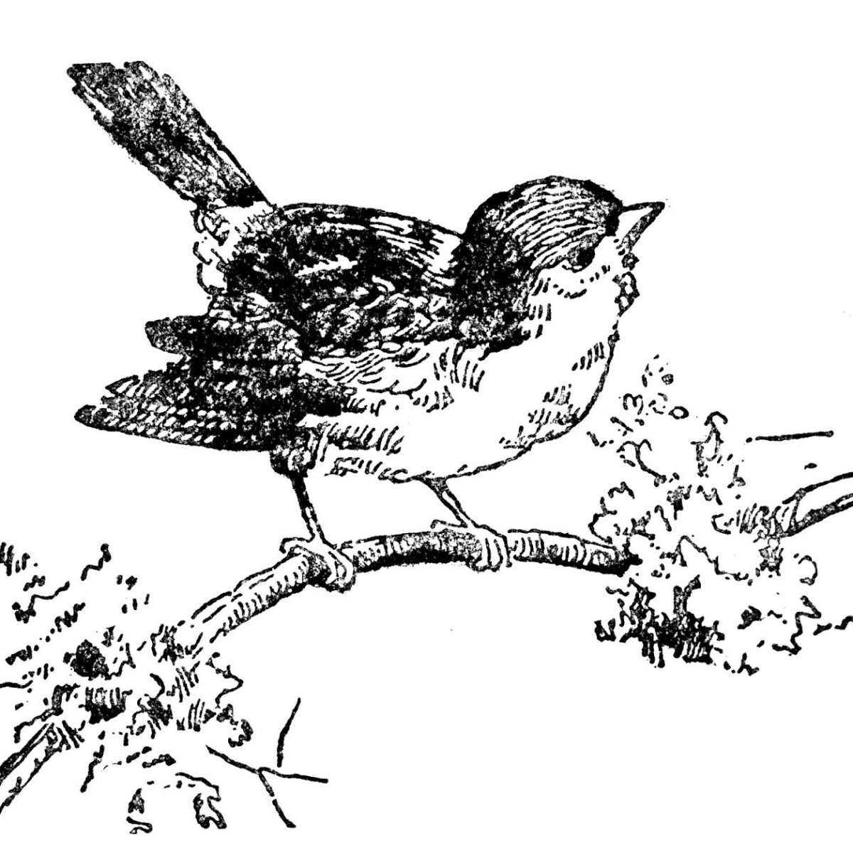 Малиновка рисунок для детей