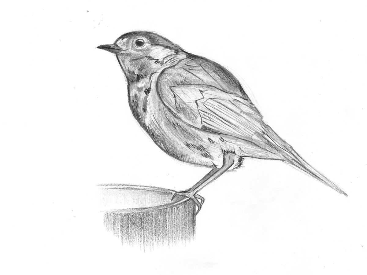 Птица овсянка раскраска