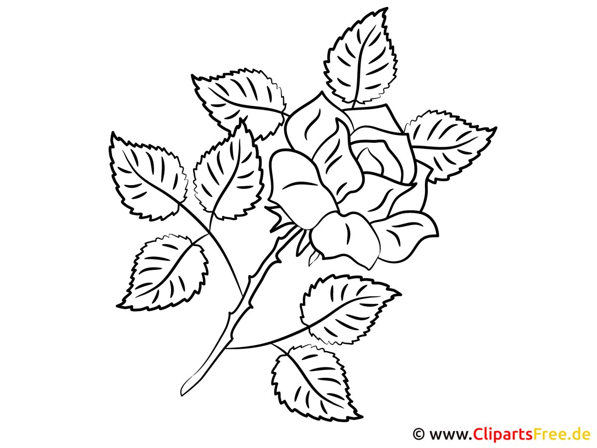 Листья розы раскраска