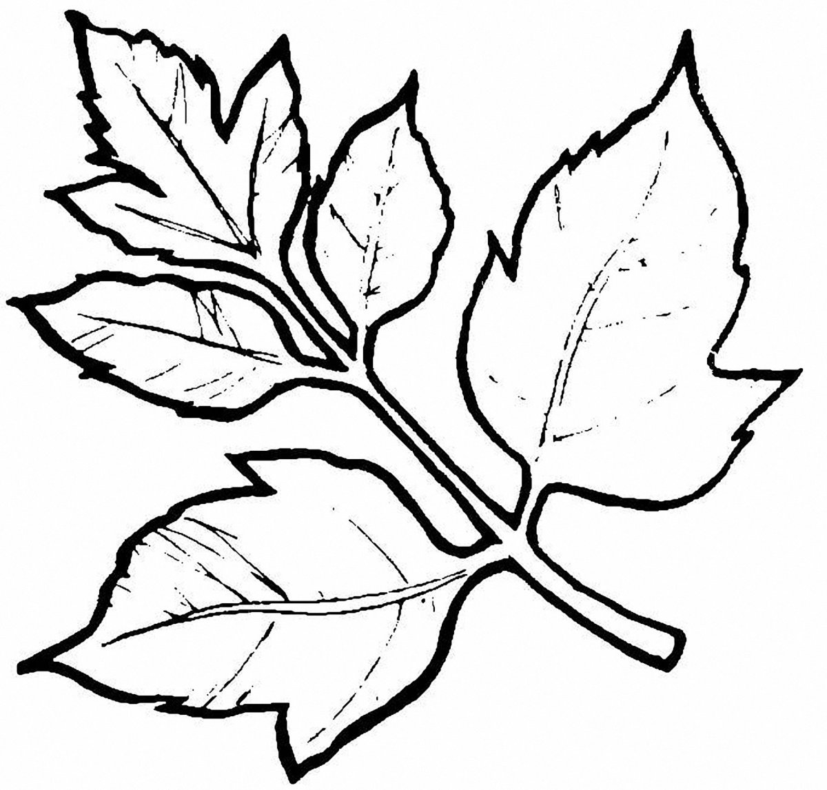 Осенняя роза раскраска