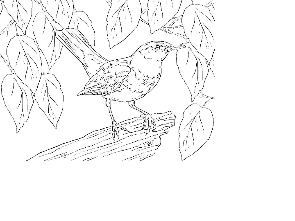 Зимние раскраски для детей 5 лет