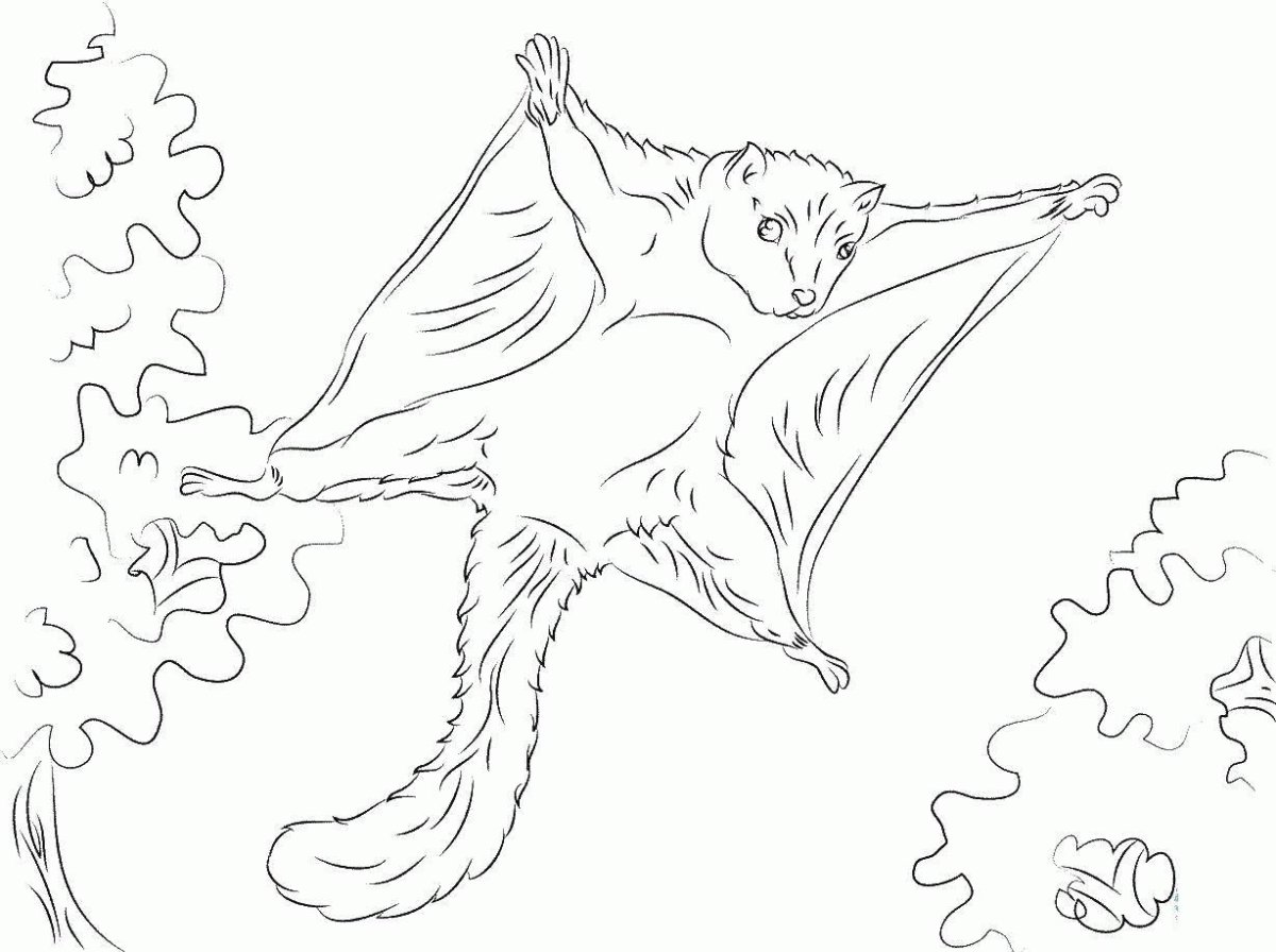 Раскраска белки летяги