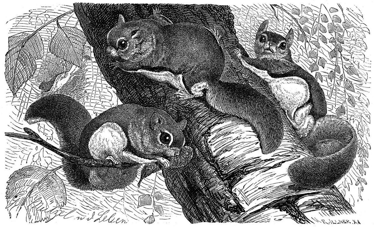 Сахарный поссум на белом фоне