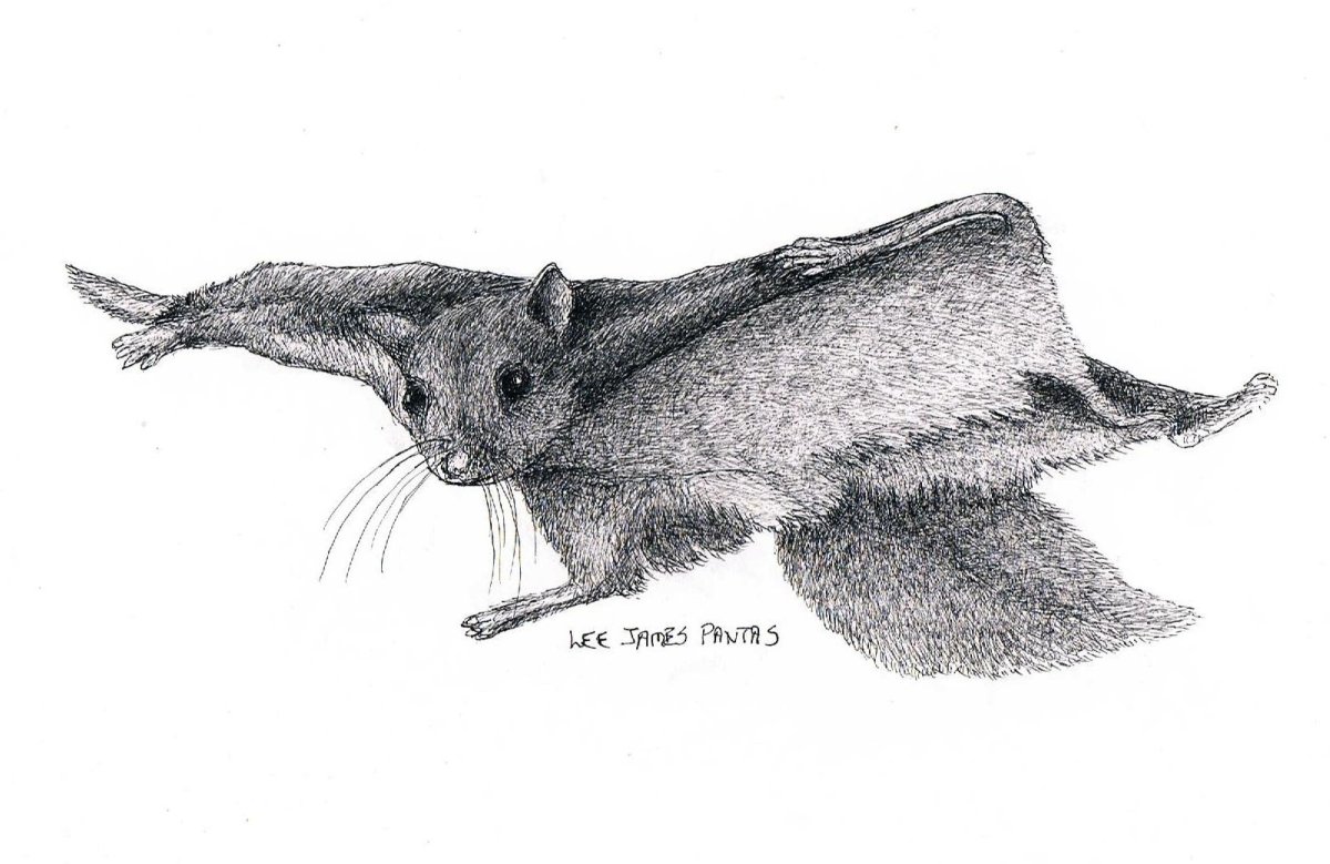 Сложные раскраски белочки