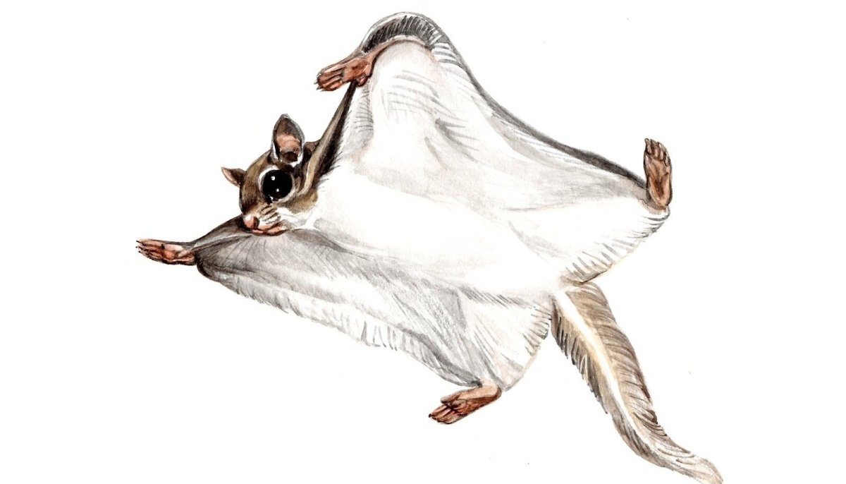 Срисовки белки летяги