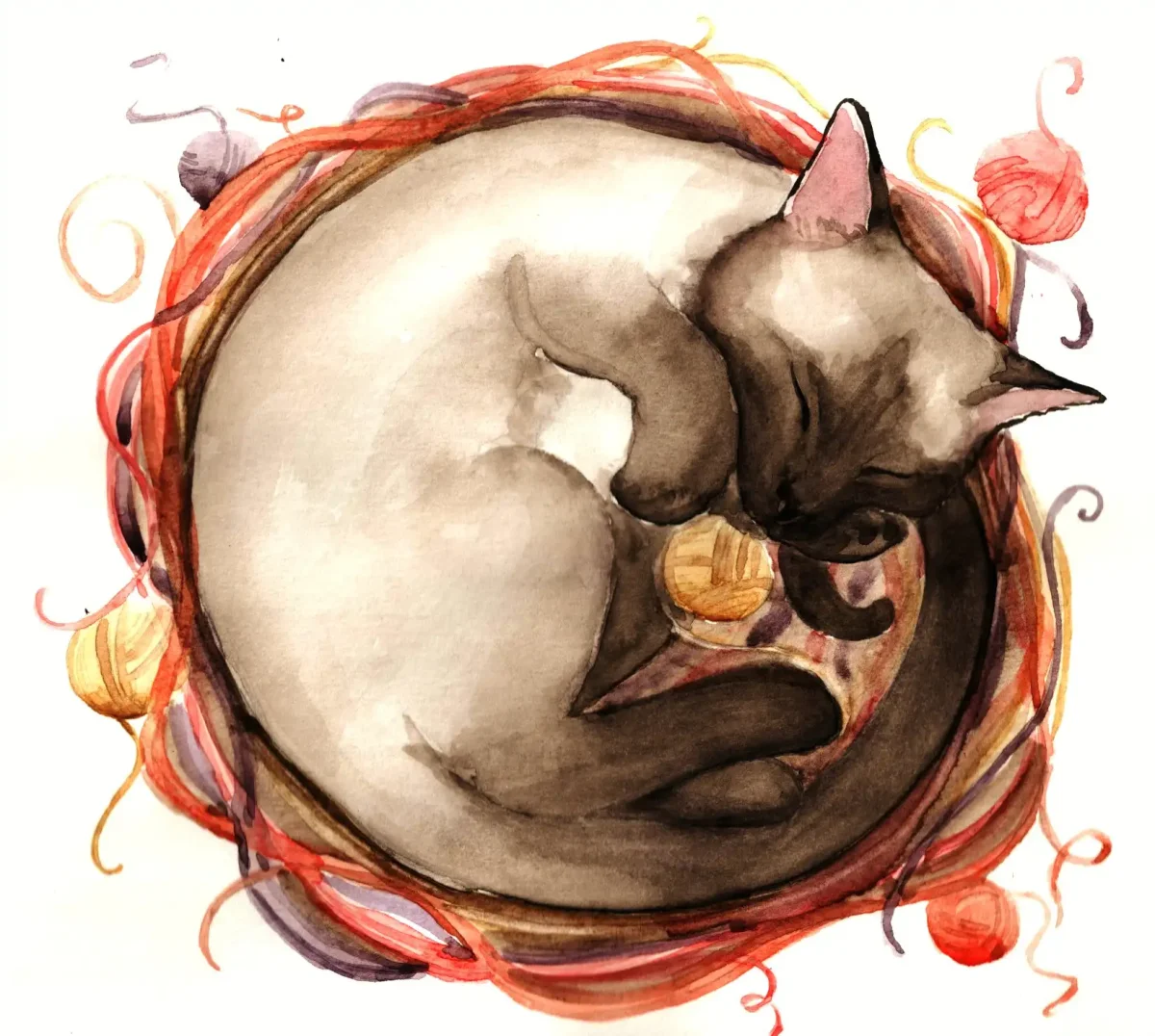 Кошка спит клубочком