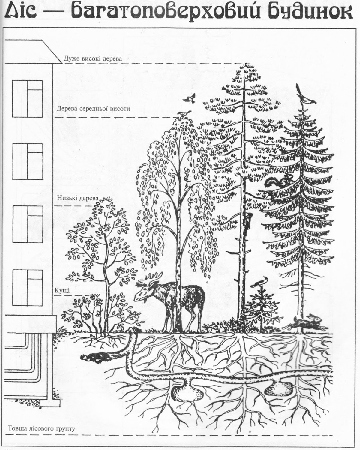 Этажи леса схема для детей