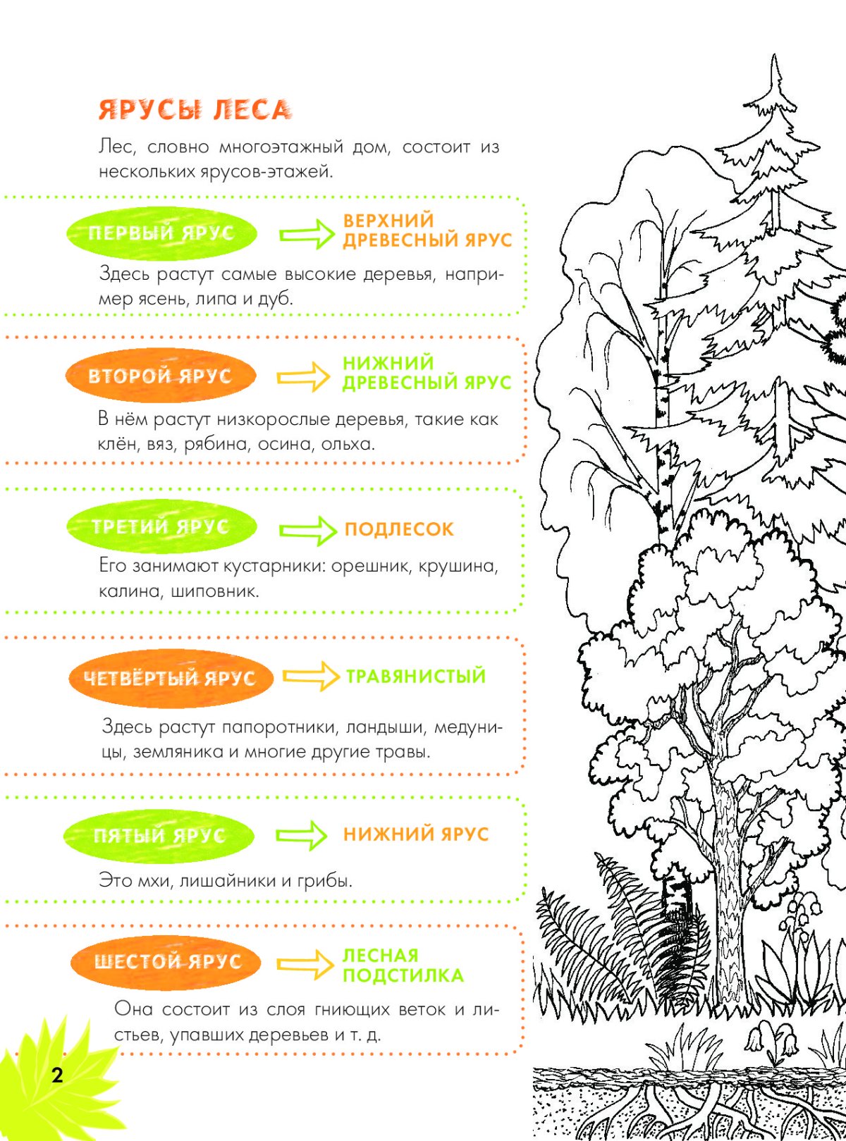 Ярусы растений