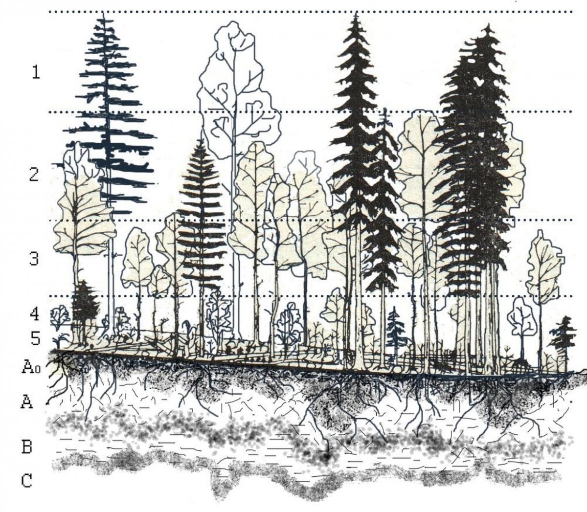 Деревья Африки раскраска