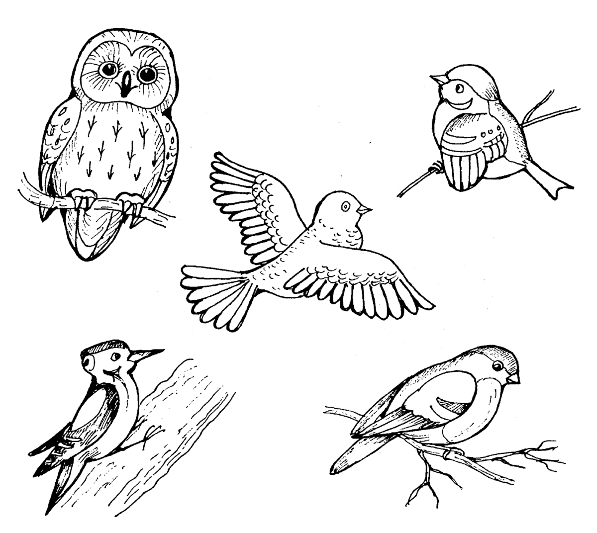 Раскраска сипуха