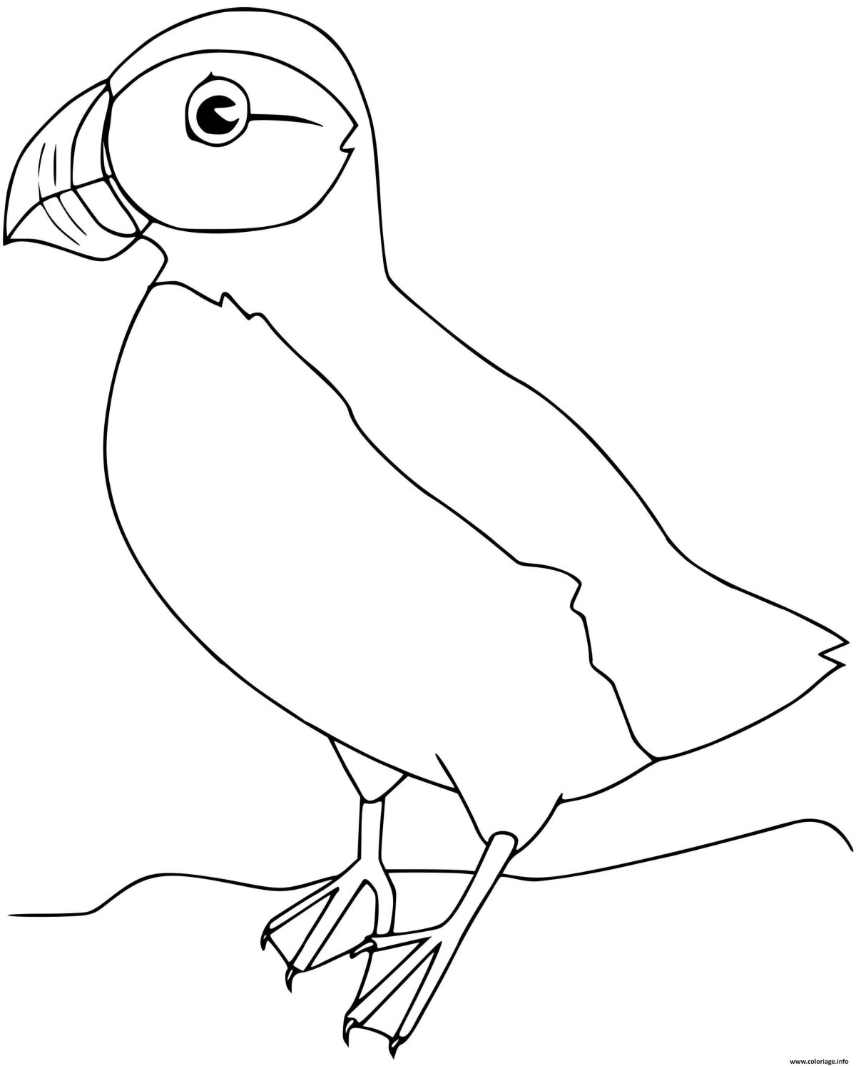 Пполяррная крака раскраска