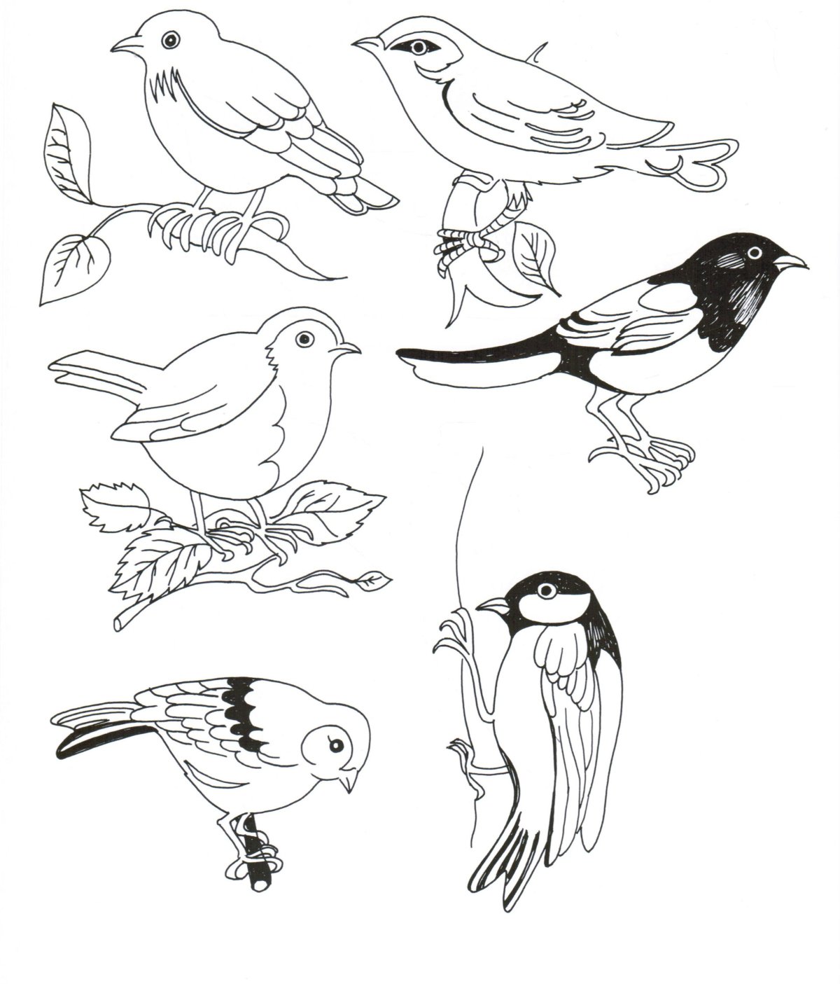 Зарисовки птиц в природе