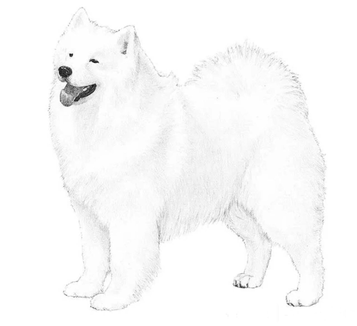 Самоед собака