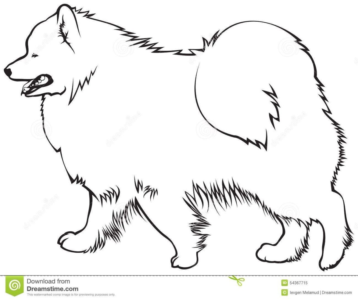 Самоедская собака