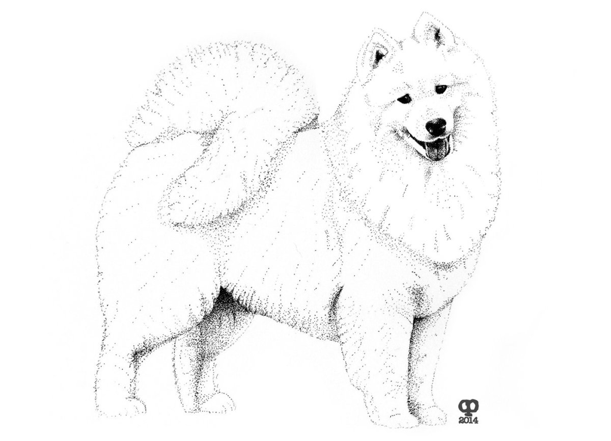Самоедская лайка рисунок