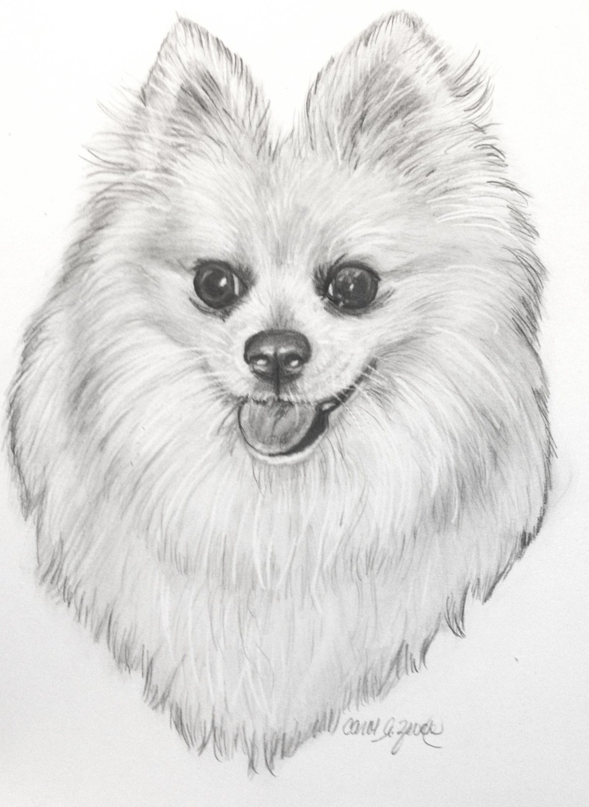 Шпиц вектор