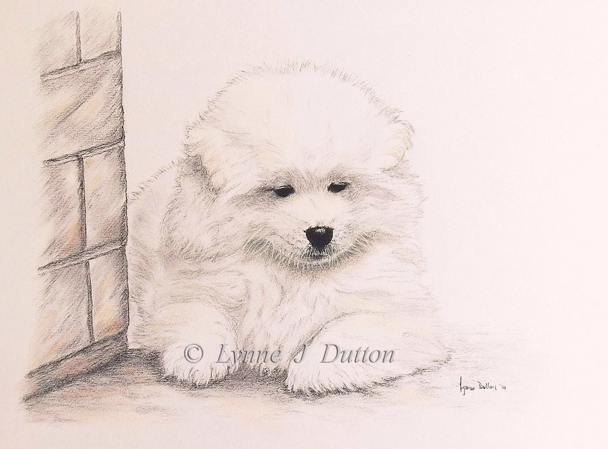 Собака рисунок