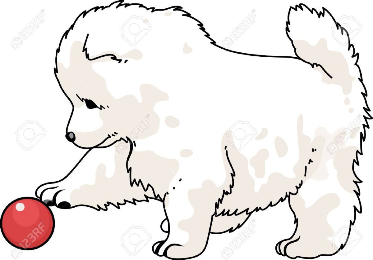 Раскраска собаки чау чау