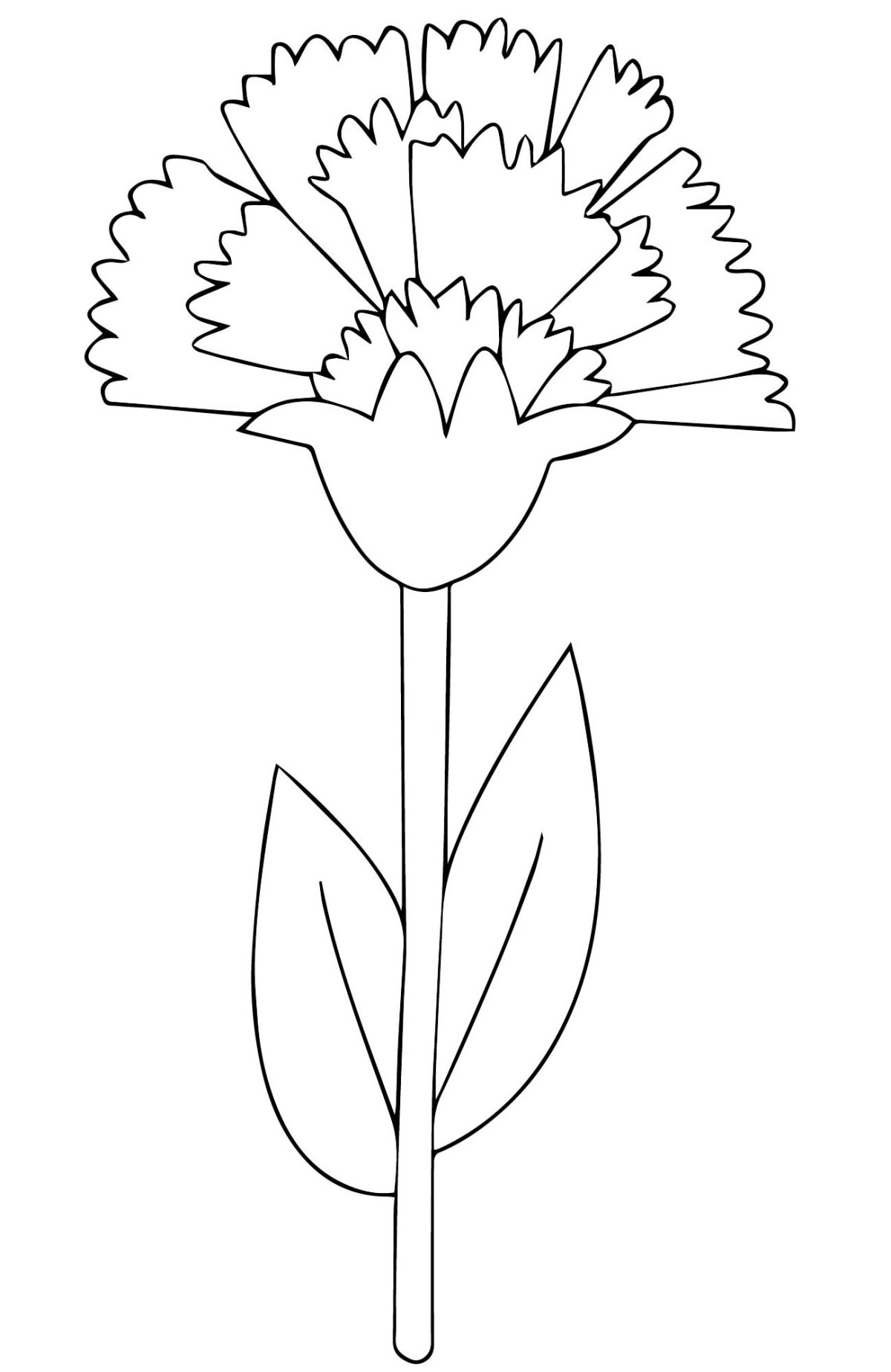 Василек гвоздика цветок