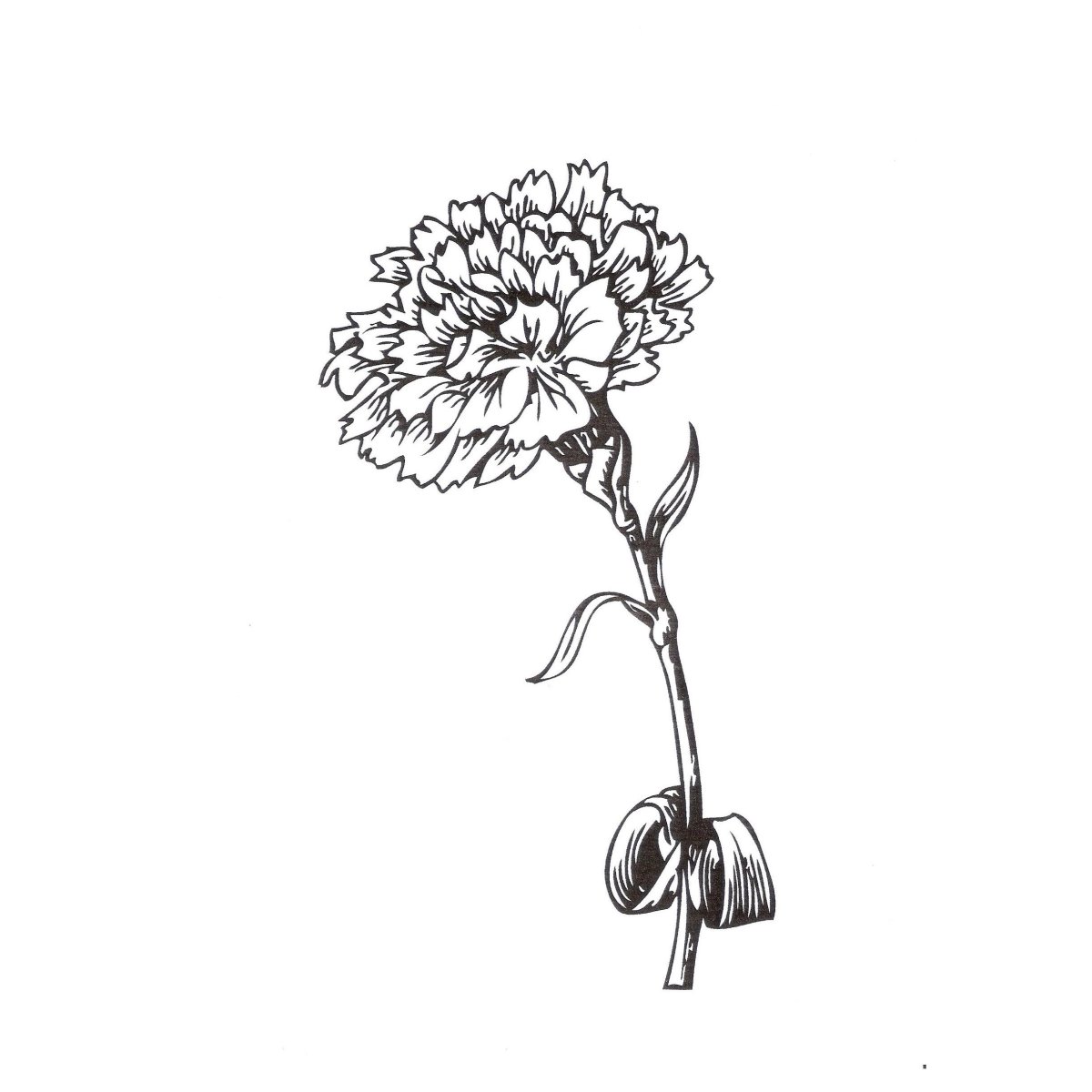 Гвоздики раскраска