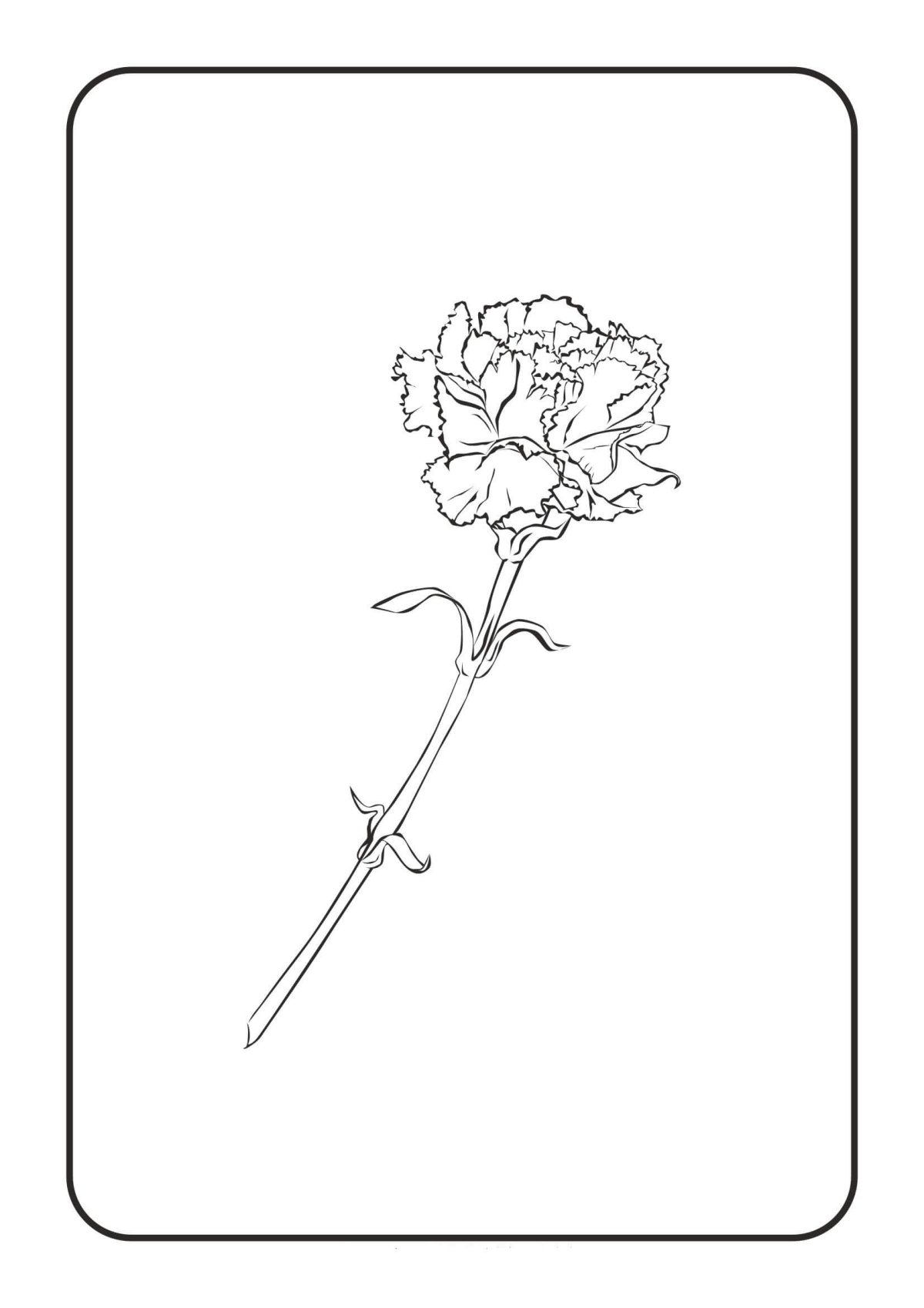 Гвоздика рисунок