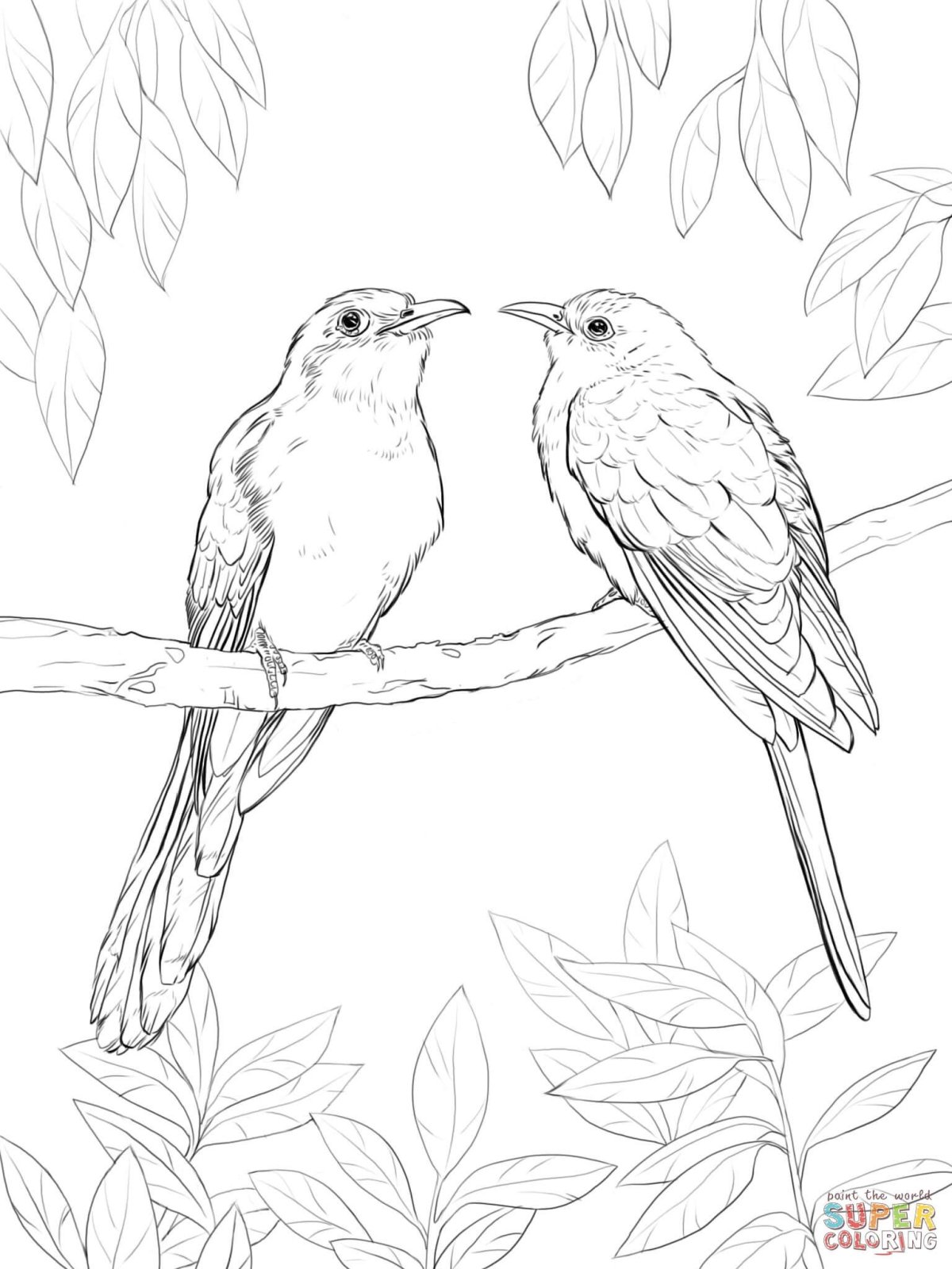 Раскраска птицы Кукушка