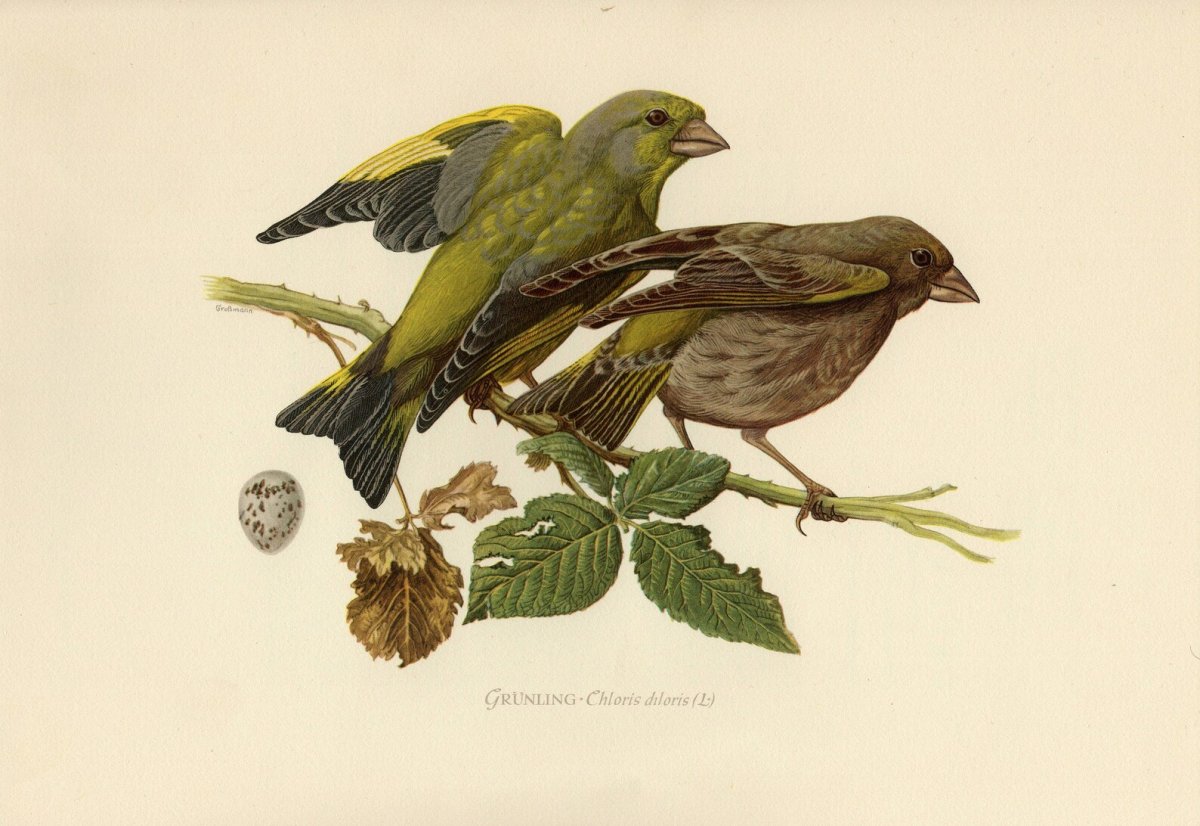 Зеленушка птица рисунок