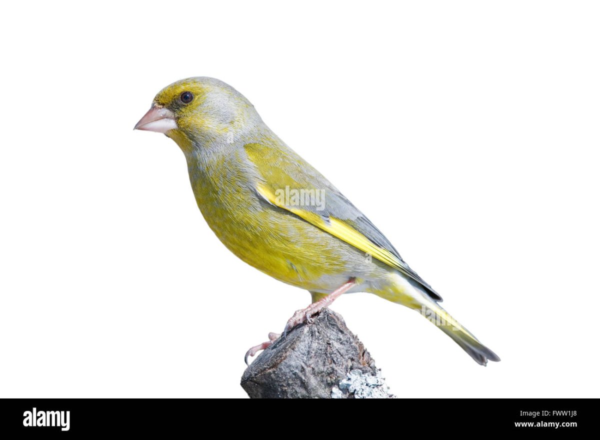 Зеленушка птица на прозрачном фоне