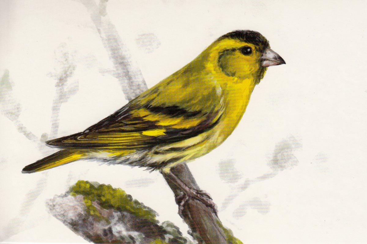 Чиж иллюстрация