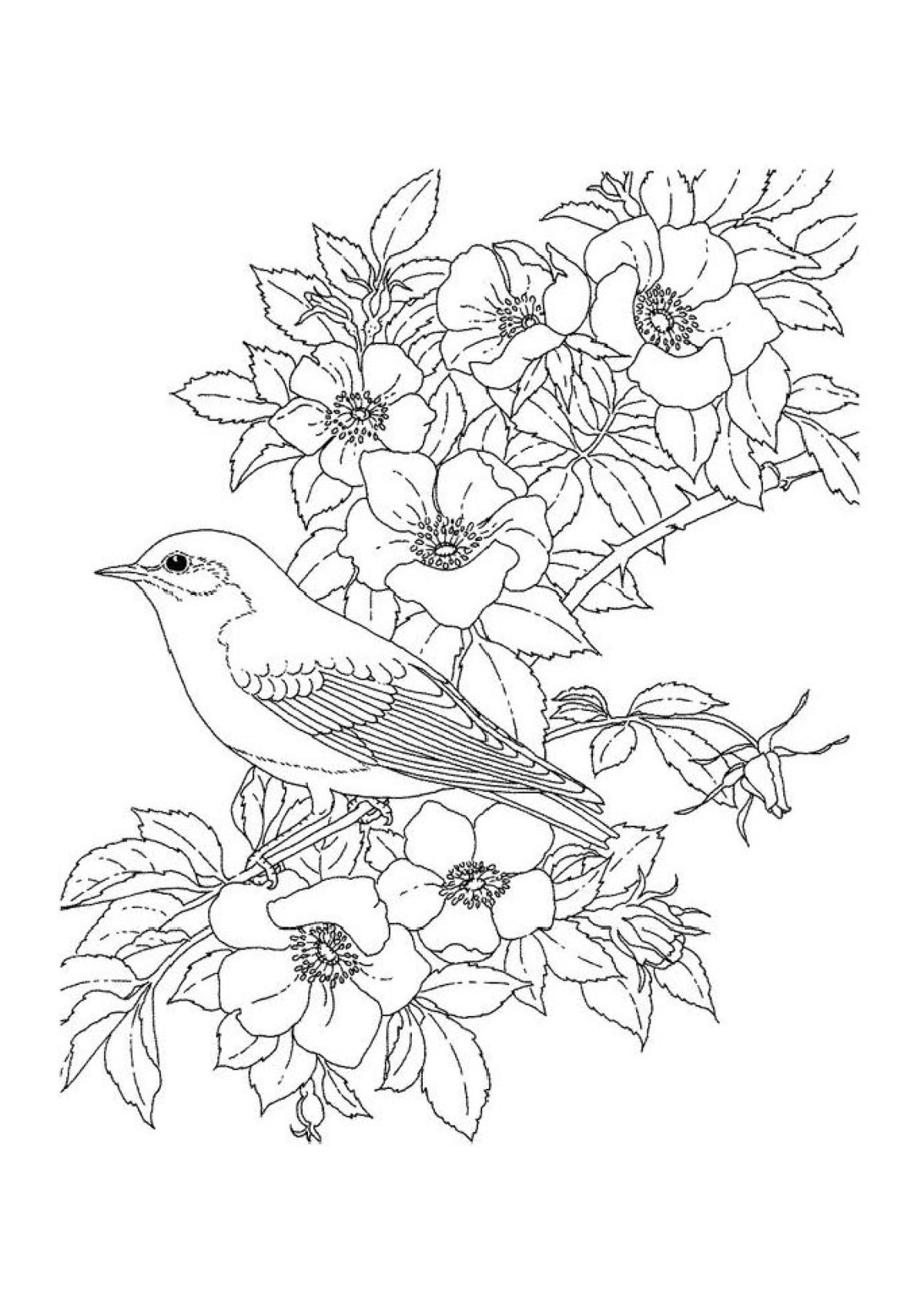 Трафареты для вышивки гладью птицы