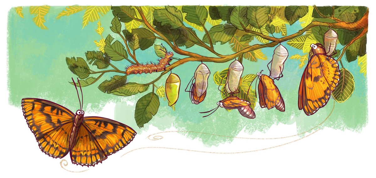 День превращения в бабочку