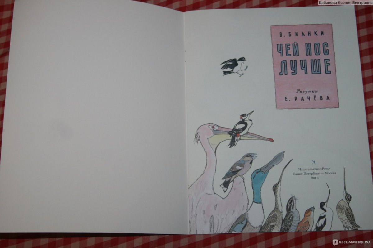 Раскраска птица Пеликан