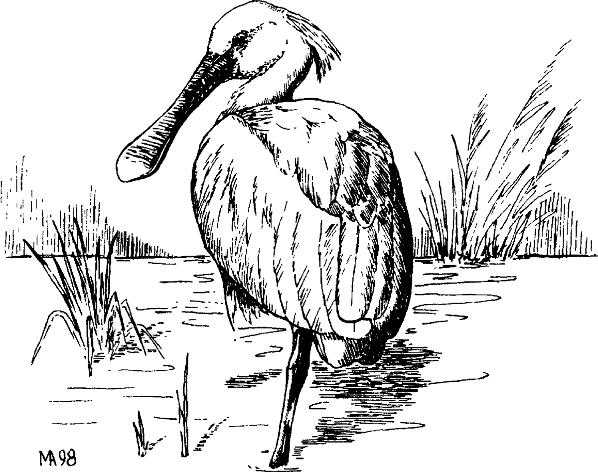 Игра в птиц это рассказ или сказка