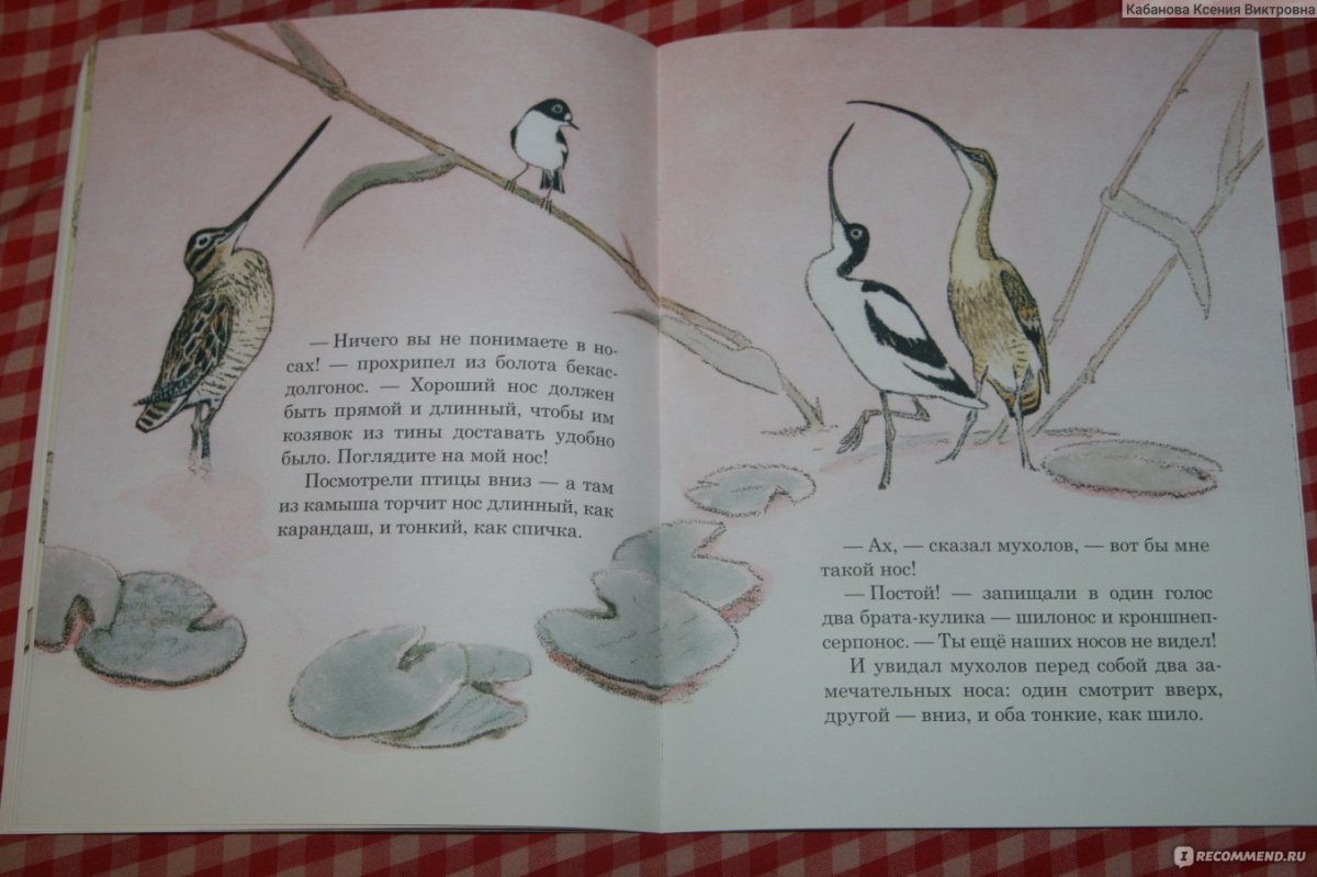 Анатомия клюва