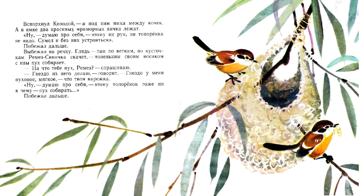 Пеликан раскраска для детей