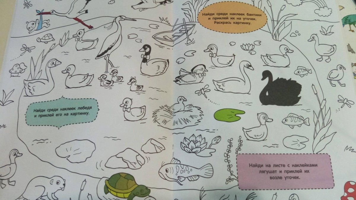 Раскраска птица Пеликан