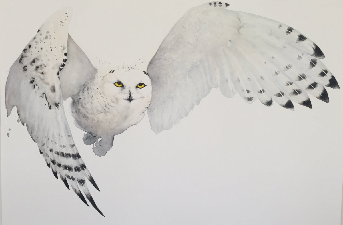 Сипуха Букля