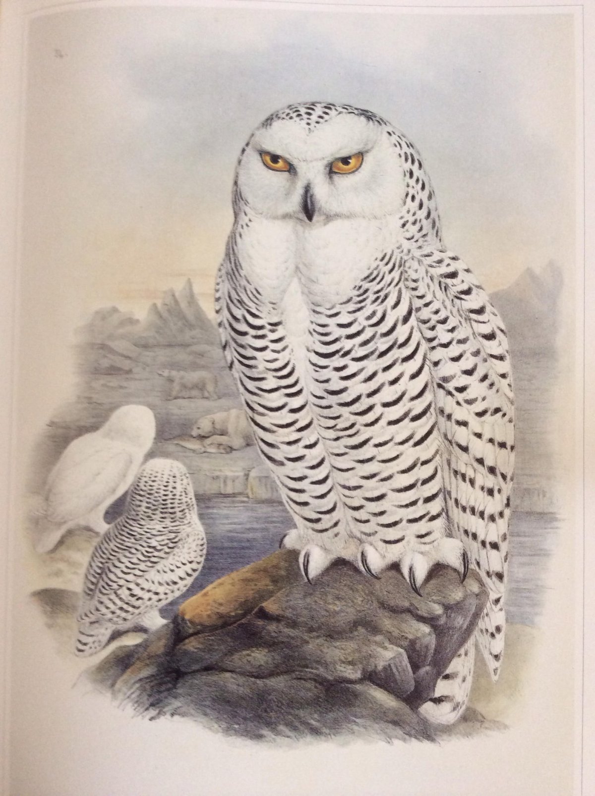 Картина белая Сова