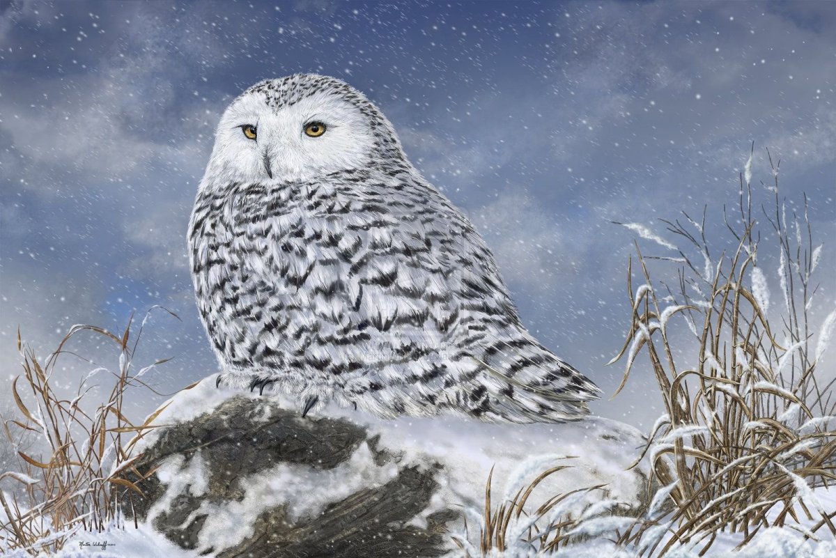 Полярная Сова зимой