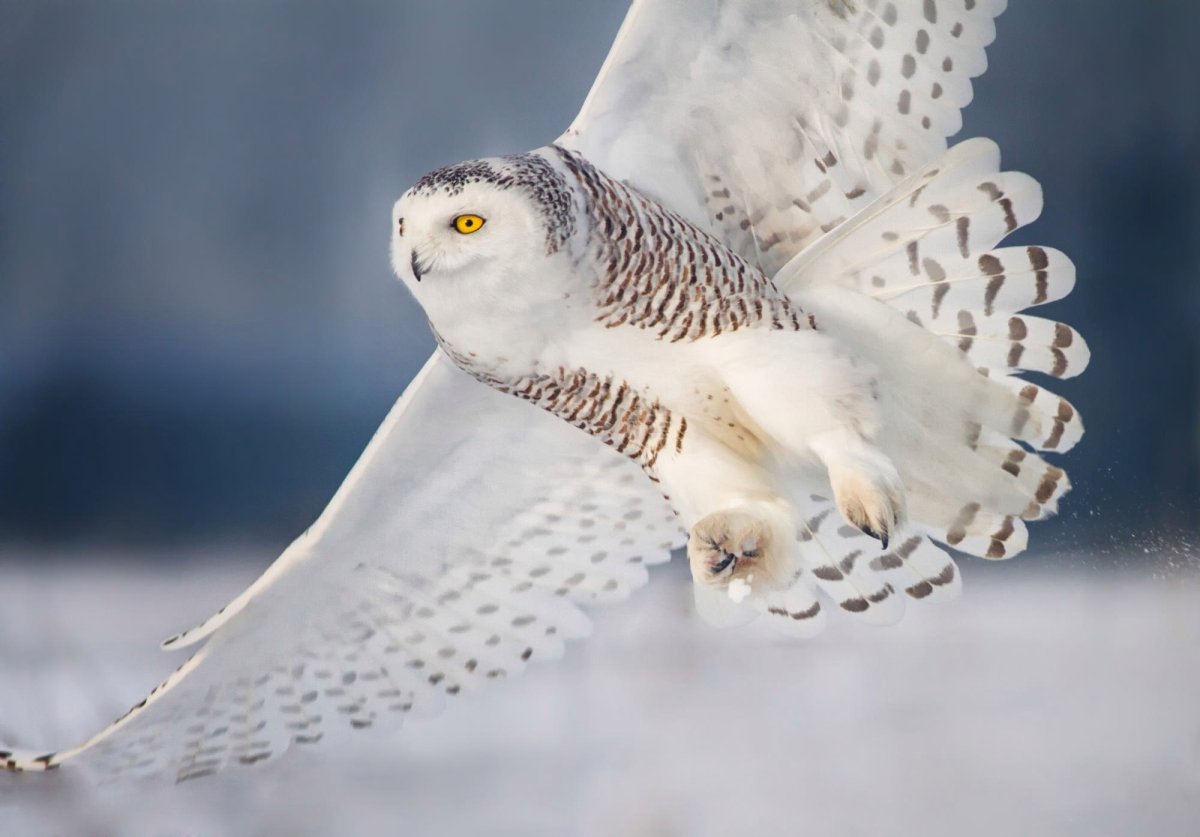 Полярная Сова зимой