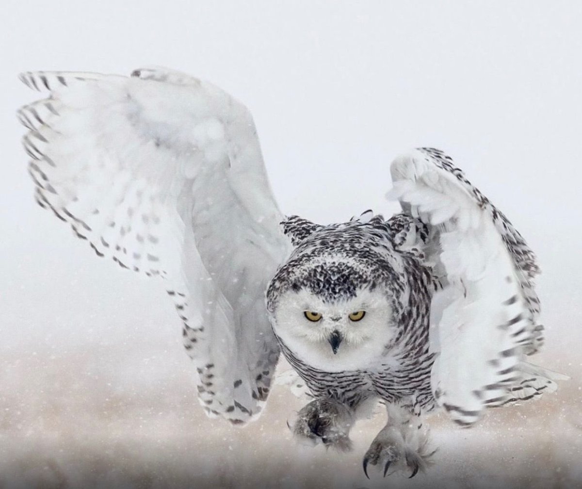 Полярная Сова когти