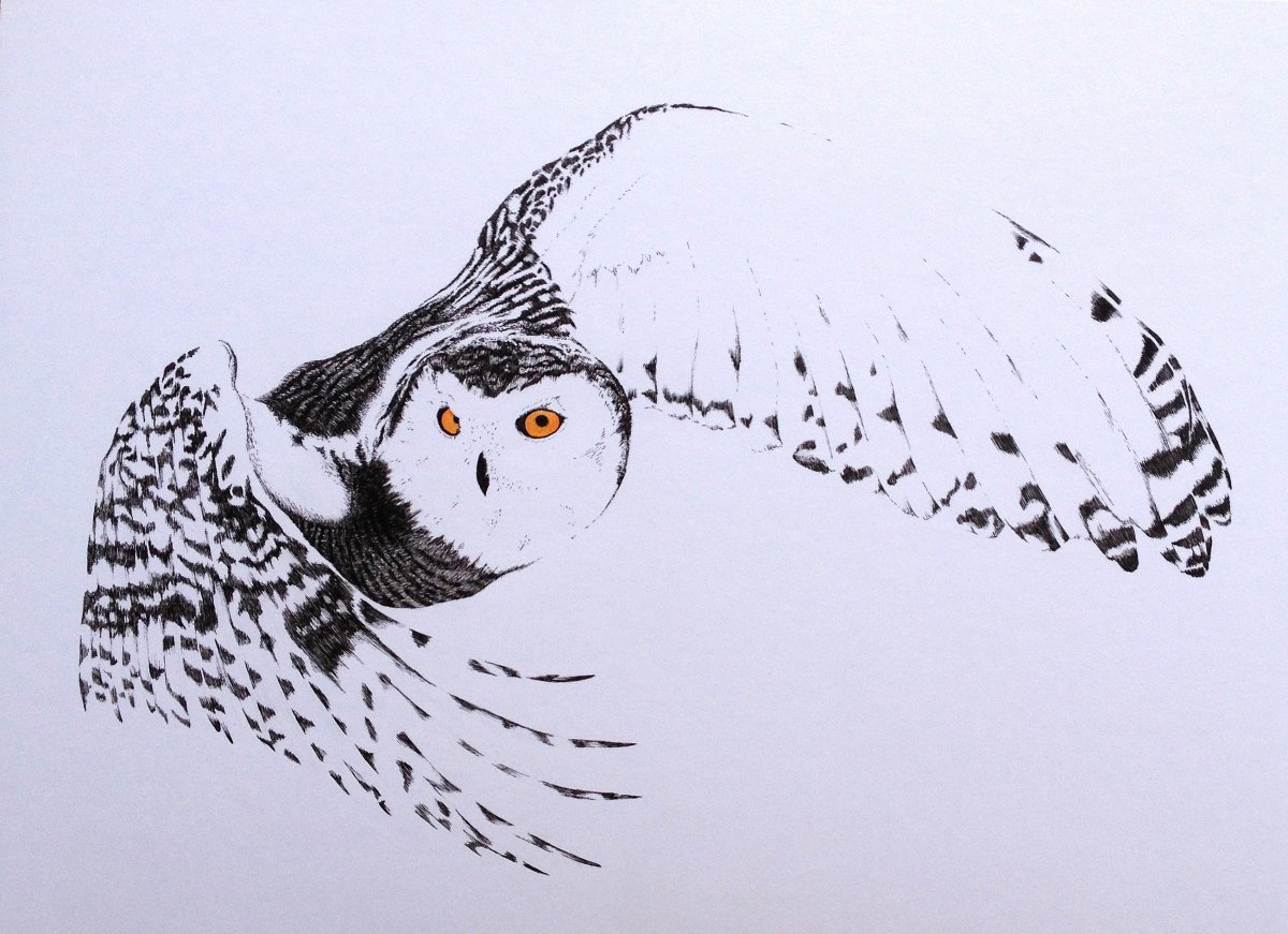 Белая Сова рисунок