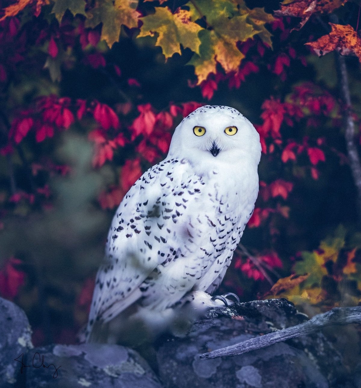 Совы Полярные