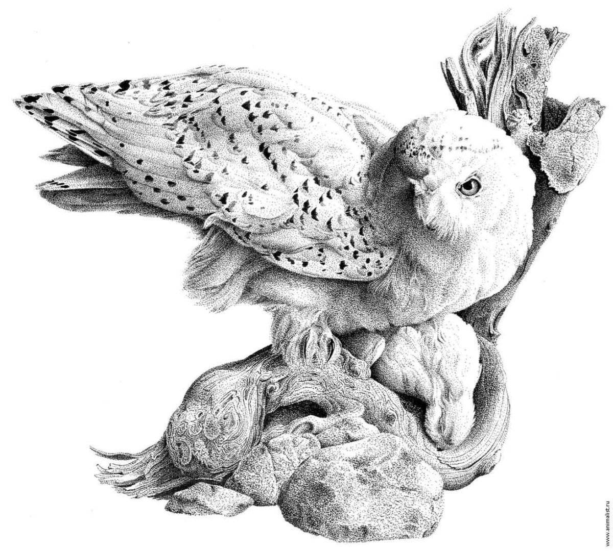 Птицы Графика